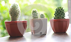 Cactus or Succulents grow in pots on a blurred background
