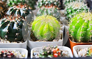 Cactus or Succulents grow in pots on a blurred background