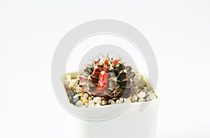 Cactus or Succulents growing in a pot on white background
