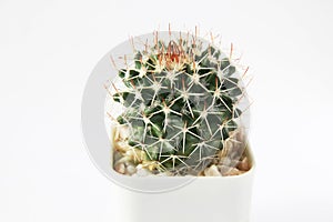 Cactus or Succulents growing in a pot on white background