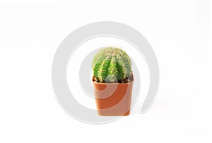 Cactus or Succulents growing in a pot on white background