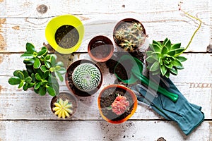 Cactus and succulents house plants background. Collection of various house plants, gardening gloves, potting soil and trowel.