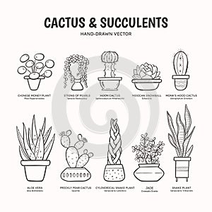 Cactus & Succulents - Lineart