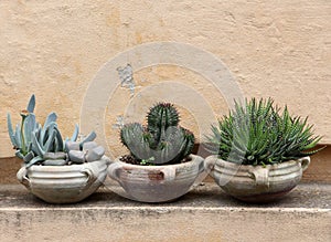 Cactus and succulents in terracotta jars