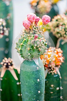 Cactus, sugar palm leaf for decoration,