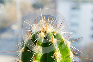 Cactus in the sunlight at the window close-up. Macro photography of a cactus spines and areolas. The top of a cactus in macro mode