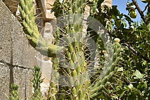 Cactus on a sunny day in Nablus