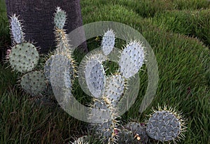 Cactus on a sunny hill