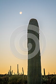 Cactus Sunrise at Saguaro National Park in Southern Arizona