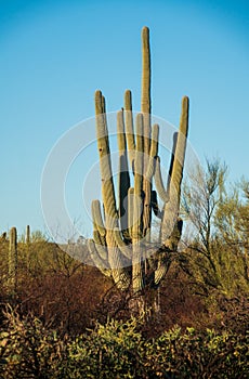 Cactus Sunrise at Saguaro National Park in Southern Arizona