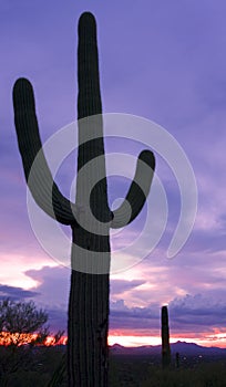 Cactus at sunset, Saguaro National Park