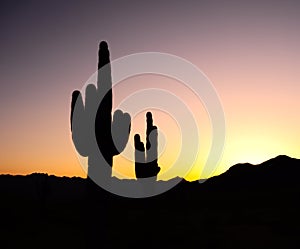 Cactus Sunset Silhouette