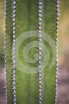 Cactus surface with spikes vertical