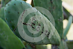 Cactus in Tenerife, Canary Islands.