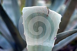 Cactus in Tenerife, Canary Islands.