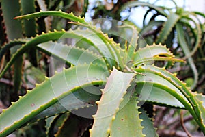 Cactus at Tenerife, Canary Islands photo