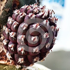 Cactus Tephrocactus geometricus cactus