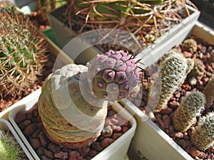 Cactus Tephrocactus geometricus with new off-shoot