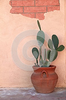 Cactus in Terra Cotta Pot