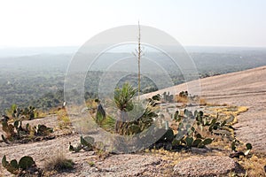 Cactus, Texas Hill Country