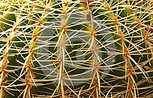 Cactus Texture