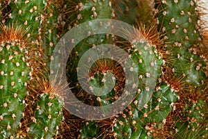 Cactus texture background.