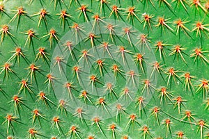 Cactus texture background
