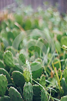 Cactus texture background. Cactus in the desert.