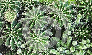 Cactus texture, green img