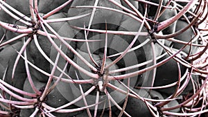 cactus texture with pattern of huge thorns, photo taken close up