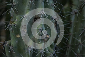 Cactus texture thorns