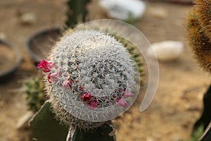 Cactus Thelocactus macdowellii with flower cactus