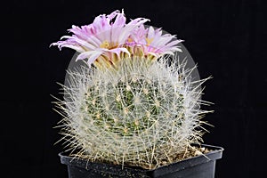 Cactus Thelocactus macdowellii with flower isolated on Black.