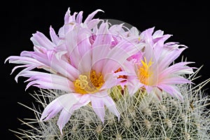 Cactus Thelocactus macdowellii with flower isolated on Black.