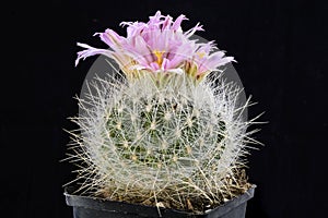 Cactus Thelocactus macdowellii with flower isolated on Black.