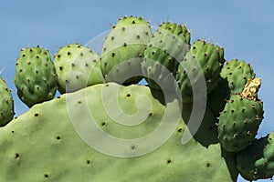 Cactus