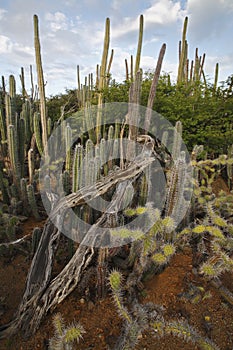 Cactus thicket including Candle Cactus photo