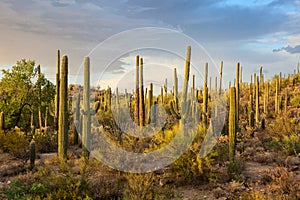 Cactus thickets in the rays of the setting sun, Saguaro National Park, southeastern Arizona, United States