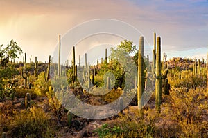 Cactus thickets in the rays of the setting sun before the thunderstorm, Saguaro National Park, southeastern Arizona, United States