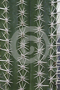 Kaktus trn 