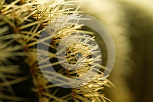 Cactus Thorn Close up III