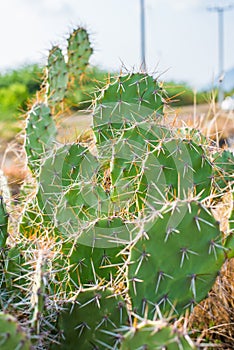 Cactus thorn,Opuntia ficus-indica