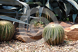 Cactus thorn plant hedgehog plant