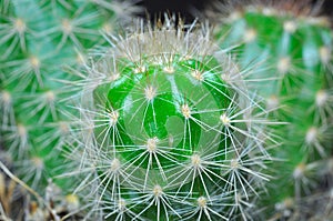 Cactus thorns.