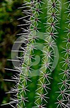 Cactus thorns