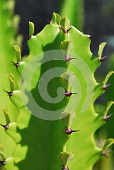 Cactus thorns