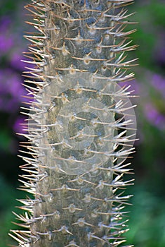 Cactus thorns