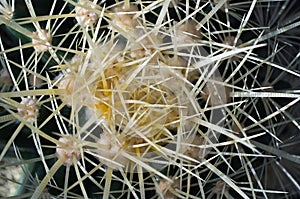 Cactus thorns