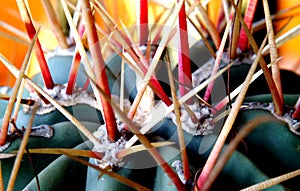 Cactus thorns photo