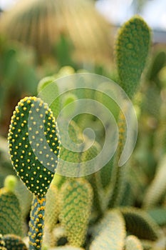 Cactus thorns